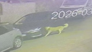 Üsküdarda sokak köpekleri paniğe neden oldu: Başıboş sürünün bir araca zarar verdiği anlar kamerada