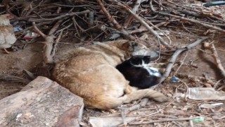 Üşüyen kedi ile köpek birbirine sığındı