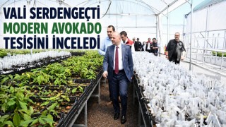 Vali Serdengeçti Modern Avokado Tesisini İnceledi