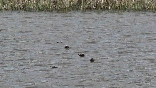 Van Gölü havzasında Mavi Gaga heyecanı: Nadir misafirler geri döndü