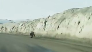 Van'da kara yoluna inen ayı kameraya yansıdı