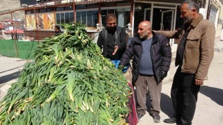Vanda şifa kaynağı ‘çiriş otu tezgahlardaki yerini aldı