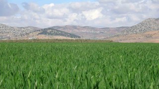 Yağışlar buğday üreticisinin yüzünü güldürdü