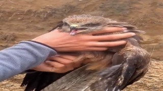Yakalan yaralı şahin, ekiplere teslim edildi