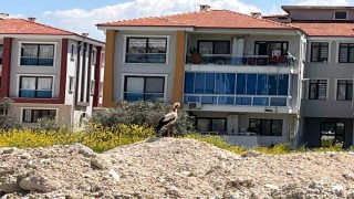 Yatağanı leylekler mesken tuttu