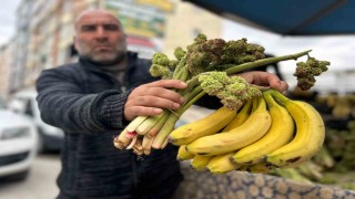 Yayla muzu uçkun tezgaha çıktı