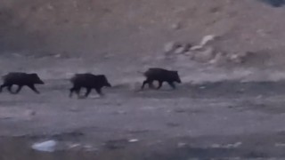 Yüksekovada domuz sürüsü görüntülendi