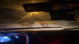 Zonguldakta aç kalan ayılar köye indi