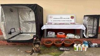 Zonguldakta jandarmanın uyuşturucu operasyonunda 2 şüpheli tutuklandı