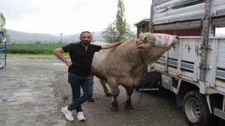 1,2 tonluk kurbanlık 650 bin liraya alıcısını bekliyor
