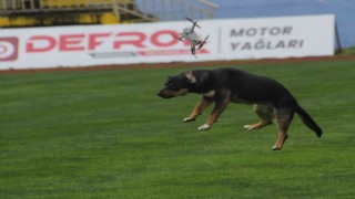 19 Mayıs kutlamalarında tehlikeli anlar: Stada giren başıboş köpek, dronu böyle düşürdü