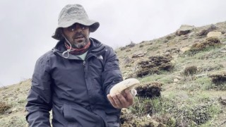 2 bin rakımda yetişen mantar altınla yarışıyor