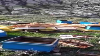 Aç kalan ayı kovanları parçaladı, kaçarken görüntülendi