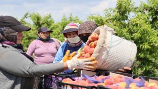 Adanada erkenci şeftali hasadı başladı: Bahçede kilogramı 10-20 TL