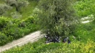 Ağaç altında gizlenmeye çalışan göçmenler dronla yakalandı