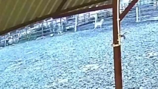 Ağıla giren kurt 8 küçükbaş hayvanı telef etti