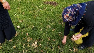 Ağrıda kadınlar bahar otlarını topluyor