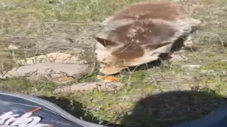 Ahlatta aç tilki piknik sofrasına ortak oldu