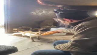 Ahlatta tilki ile işçilerin dostluğu gülümsetiyor