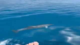 Alanyada yunusların gösterisi turistleri hayran bıraktı