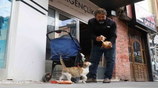 Anne kedinin ölen yavrusunun yaşaması için verdiği çaba duygulandırdı