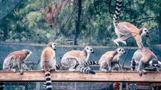Antalya Doğal Yaşam Parkı’nda Lemur Ailesine Yeni Katılım
