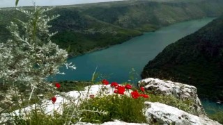 Araban Ovasına bahar geldi