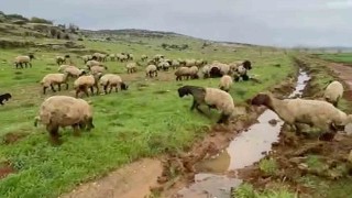 Arabanda kurbanlıklar satışa hazır