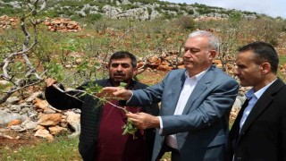 Arabanda süper hücre fırtınası fıstık bahçelerine zarar verdi