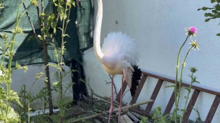 Arnavutköyde ormanlık alanda kanadı kırık flamingo bulundu