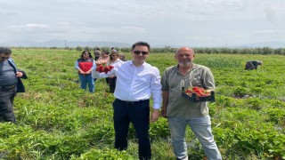 Aromasıyla ağızlarda tat bırakan Hassa çileğinin hasadına başlandı