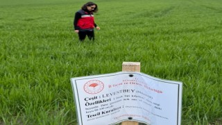Aslanapada buğday demonstrasyon sahalarında hastalık ve zararlı sürvey çalışmaları
