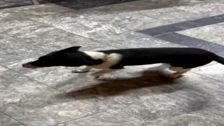 Atların yanında büyüyen köpek, yürüyüşüyle ilgi odağı oldu