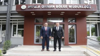 Aydında kestane ağaçları biyolojik mücadele ile korunuyor