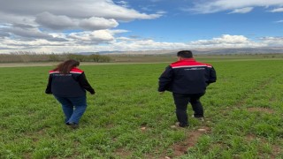 Aydıntepede hububat ekili alanlarda hastalık ve zararlı kontrolü yapıldı