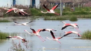 Ayvalıkın pembe kanatlı misafirleri
