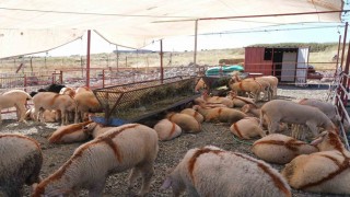 Ayvalıkta kurban pazarı hizmete açıldı