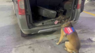Bagaj ve kaputa gizlenen uyuşturucuyu narkotik köpeği ‘Ayar buldu