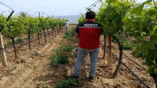 Bağlarda hasat öncesi pestisit denetimi başladı
