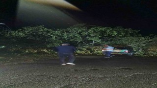 Bartında şiddetli fırtına: ağaçlar Otomobillerin üzerine devrildi
