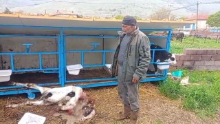 Başıboş köpekler buzağıyı parçaladı