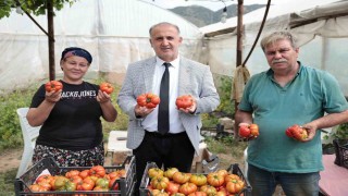 Başkan Kaya, çiftçiler gününde domates hasadına katıldı