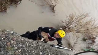 Batman Çayında adacıkta mahsur kalan köpek kurtarıldı