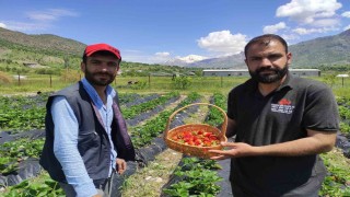Batmanda organik Sason çileğinde yılın ilk hasadı başladı