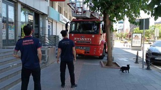 Batmanda vefakar kedi arkadaşını yalnız bırakmadı