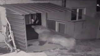 Bayburtta aynı evin bahçesinde vaşak ve tilkiden sonra bu kez ayı görüldü