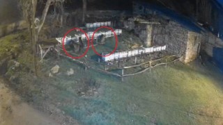 Bayburtta iki farklı arılığı talan eden ayılar köpek havlayınca kaçtı