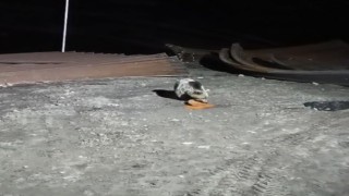 Bayburtta köpeklerin kovaladığı ayı yemeğini bırakmadı