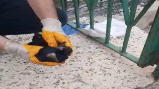 Bayburtta poşete dolanan kargayı baba ve oğlu kurtardı