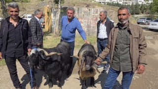 Bayram öncesi hayvan pazarına ilgi arttı